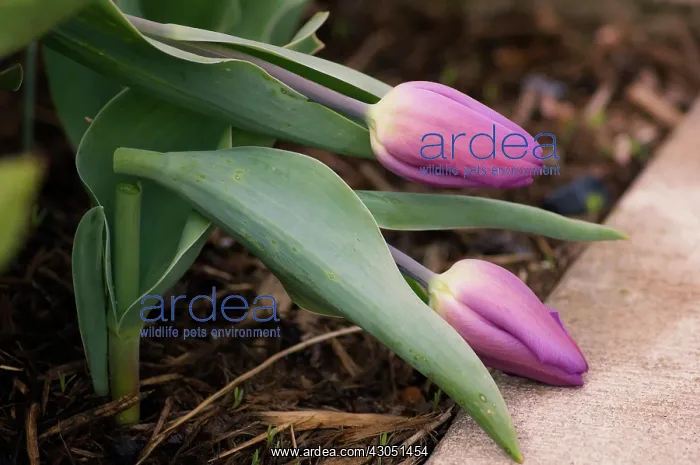 : Tulip, Tulipa : Tulip, Tulipa