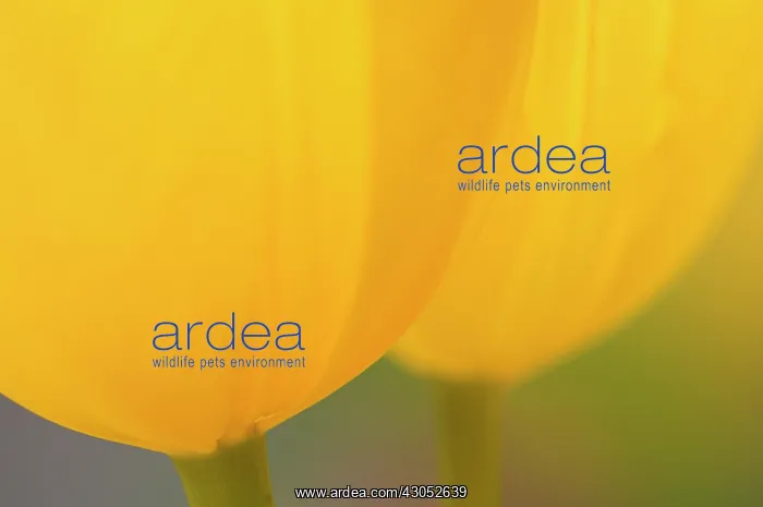 : Tulip, Tulipa : Tulip, Tulipa