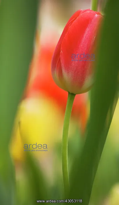  : Tulip, Tulipa
