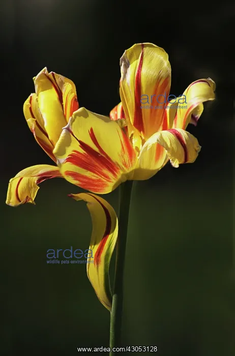 : Tulip, Tulipa : Tulip, Tulipa