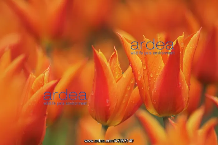 : Tulip, Tulipa : Tulip, Tulipa