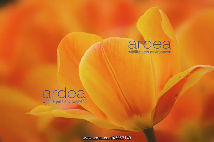 : Tulip, Tulipa : Tulip, Tulipa
