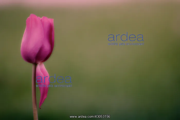 : Tulip, Tulipa : Tulip, Tulipa