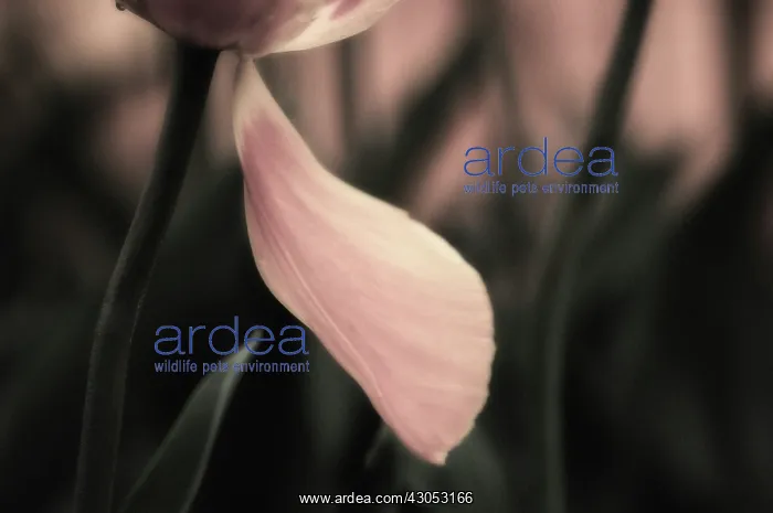 : Tulip, Tulipa : Tulip, Tulipa