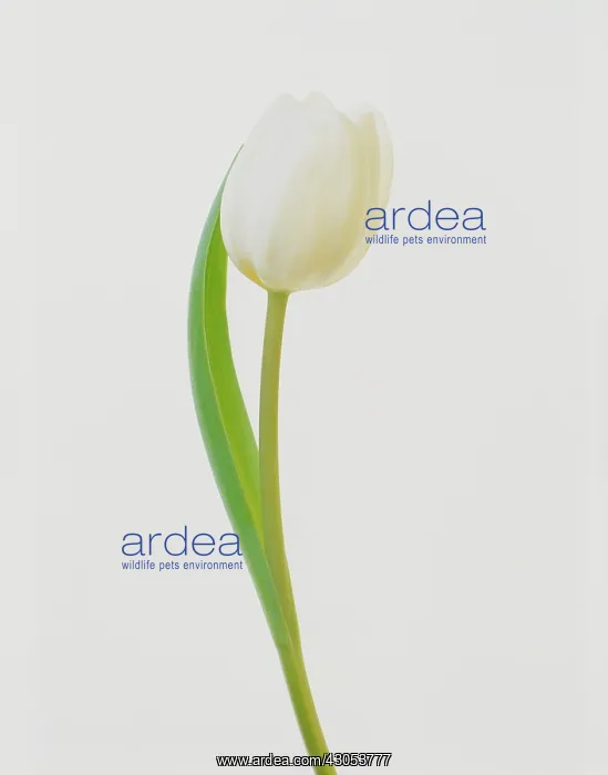 : Tulip, Tulipa : Tulip, Tulipa