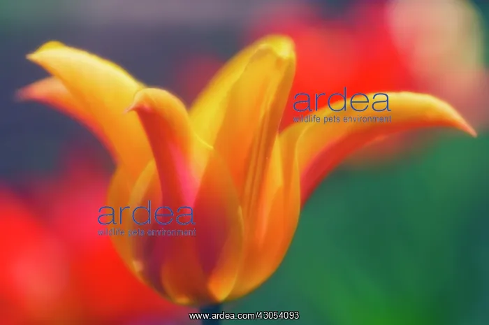 : Tulip, Tulipa : Tulip, Tulipa