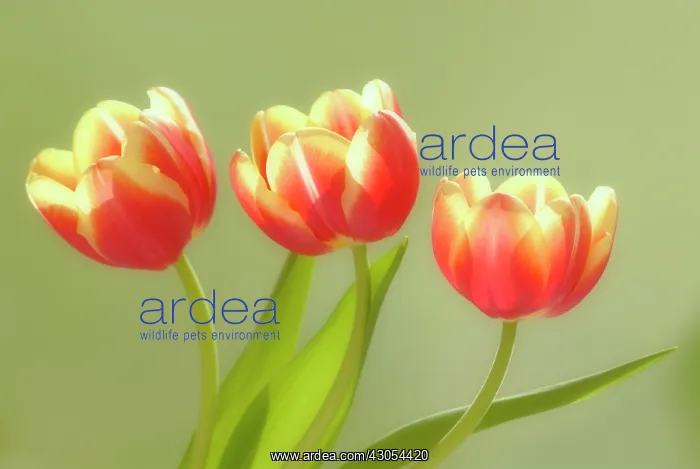  : Tulip, Tulipa