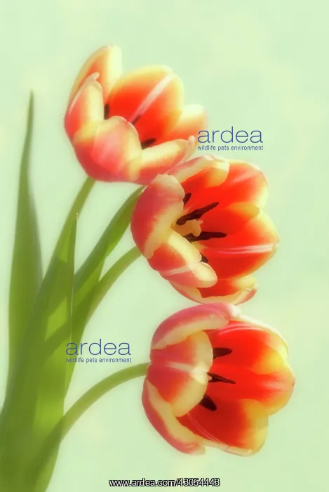 : Tulip, Tulipa : Tulip, Tulipa