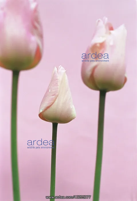 : Tulip, Tulipa : Tulip, Tulipa