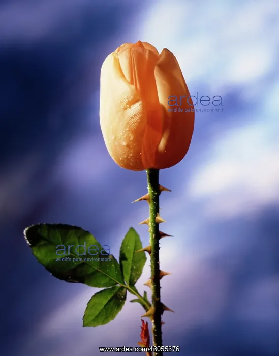  : Tulip, Tulipa