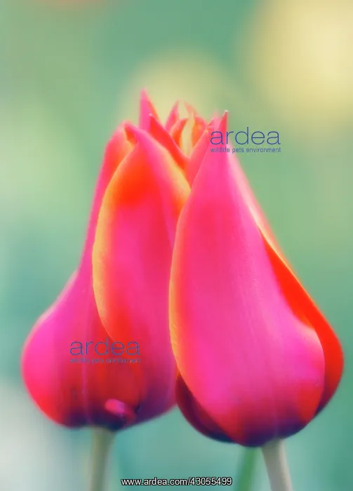 : Tulip, Tulipa : Tulip, Tulipa