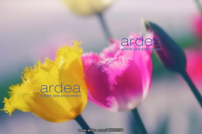 : Tulip, Tulipa : Tulip, Tulipa