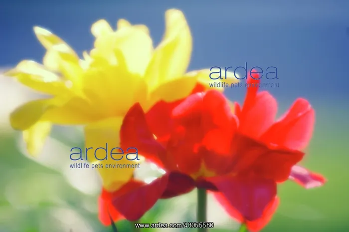 : Tulip, Tulipa : Tulip, Tulipa