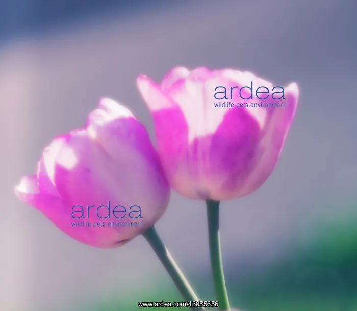 : Tulip, Tulipa : Tulip, Tulipa