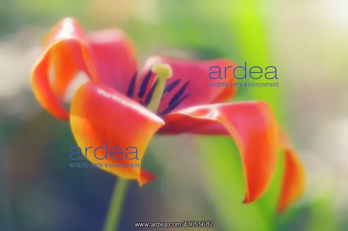 : Tulip, Tulipa : Tulip, Tulipa