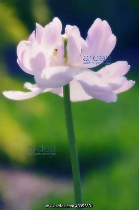 : Tulip, Tulipa : Tulip, Tulipa