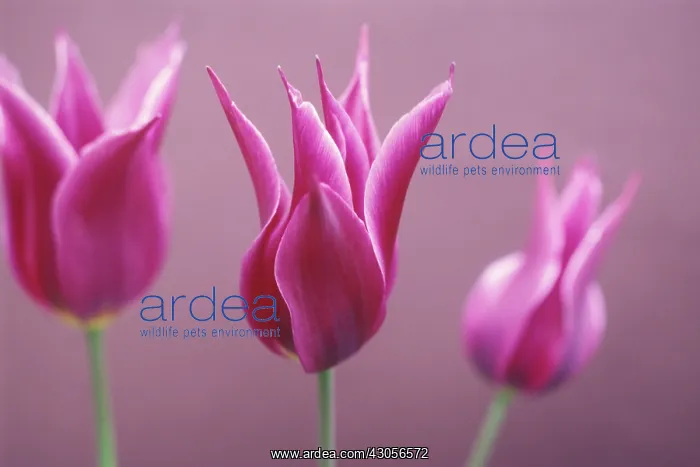 : Tulip, Tulipa : Tulip, Tulipa