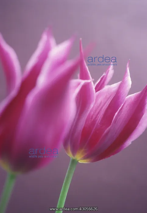 : Tulip, Tulipa : Tulip, Tulipa
