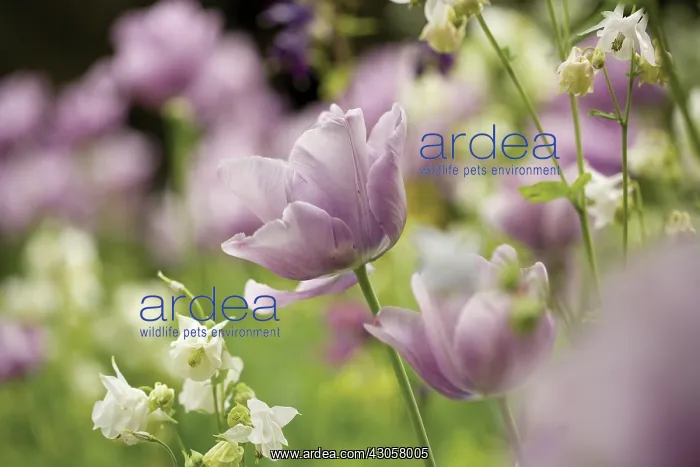 : Tulip, Tulipa : Tulip, Tulipa