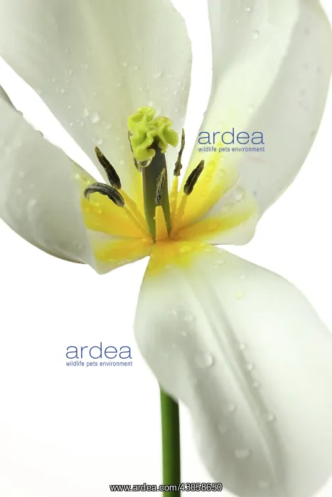 : Tulip, Tulipa : Tulip, Tulipa