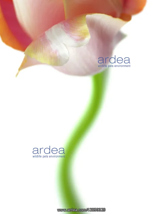 : Tulip, Tulipa : Tulip, Tulipa