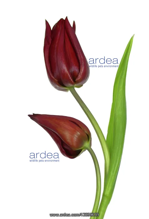 : Tulip, Tulipa : Tulip, Tulipa