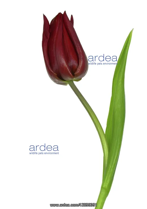 : Tulip, Tulipa : Tulip, Tulipa