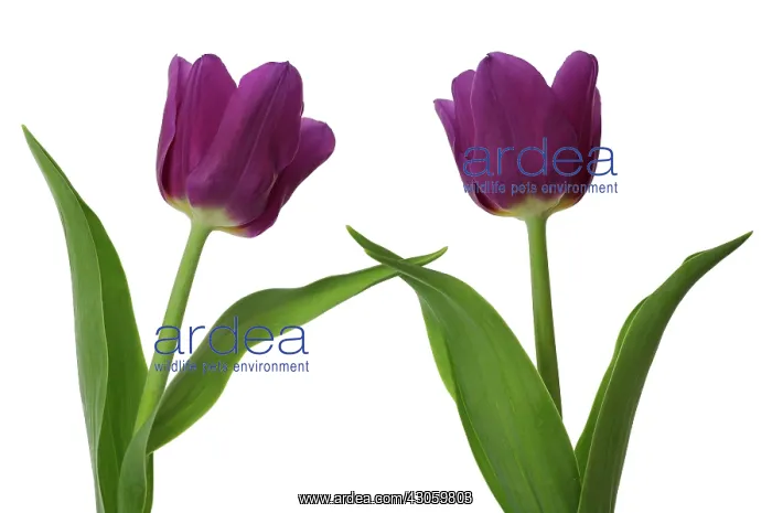 : Tulip, Tulipa : Tulip, Tulipa