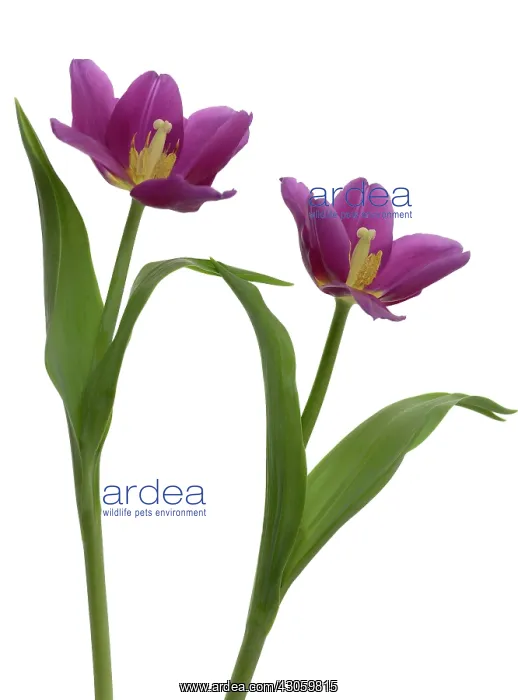 : Tulip, Tulipa