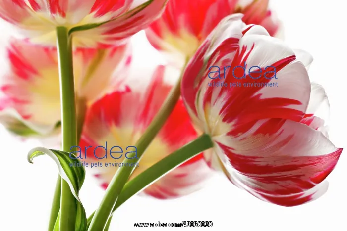 : Tulip, Tulipa : Tulip, Tulipa