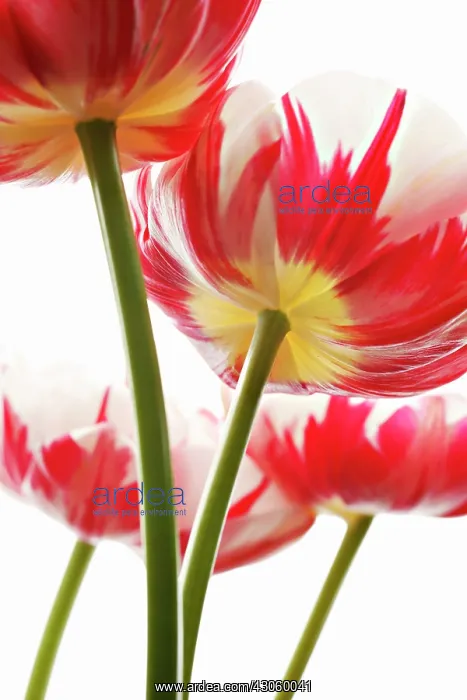  : Tulip, Tulipa