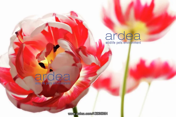  : Tulip, Tulipa