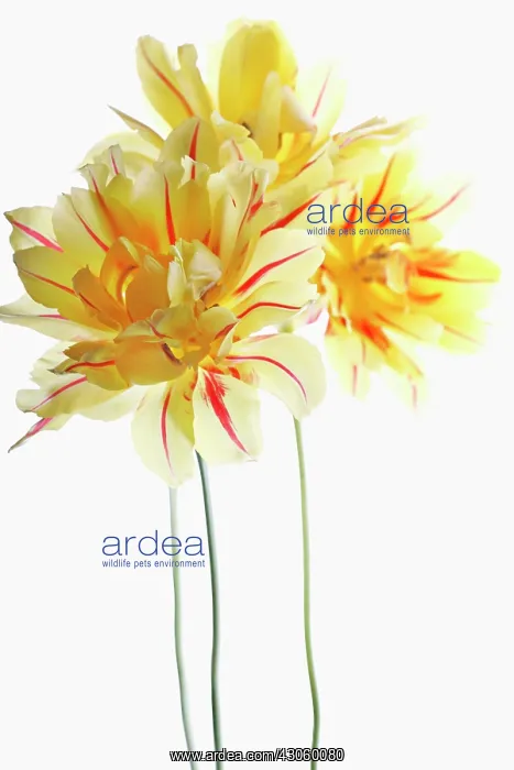 : Tulip, Tulipa : Tulip, Tulipa