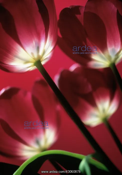  : Tulip, Tulipa