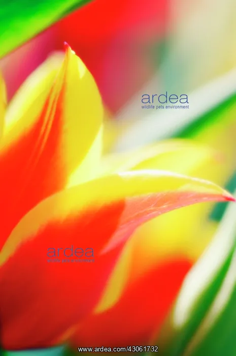 : Tulip, Tulipa : Tulip, Tulipa