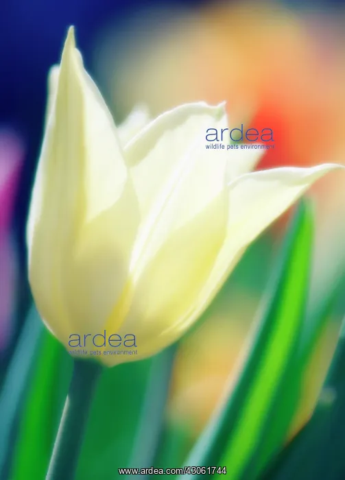 : Tulip, Tulipa : Tulip, Tulipa