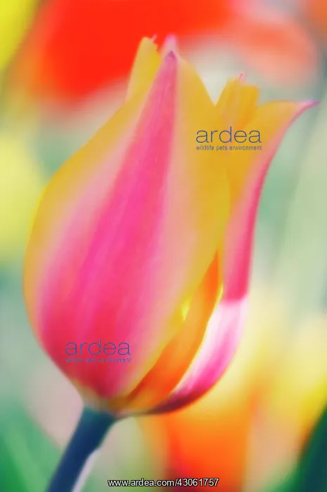 : Tulip, Tulipa : Tulip, Tulipa