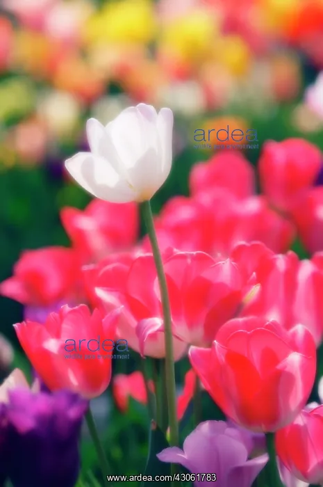 : Tulip, Tulipa : Tulip, Tulipa