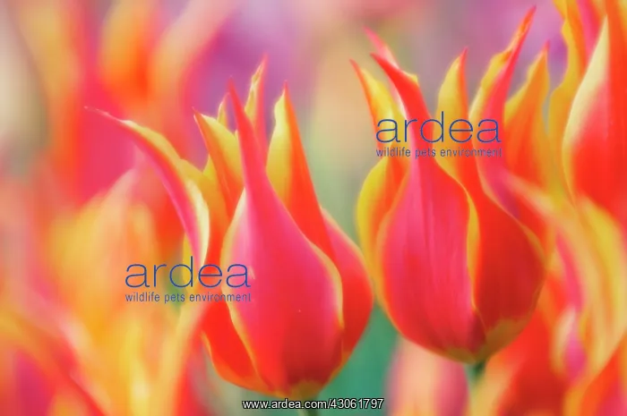 : Tulip, Tulipa : Tulip, Tulipa