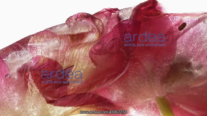 : Tulip, Tulipa : Tulip, Tulipa