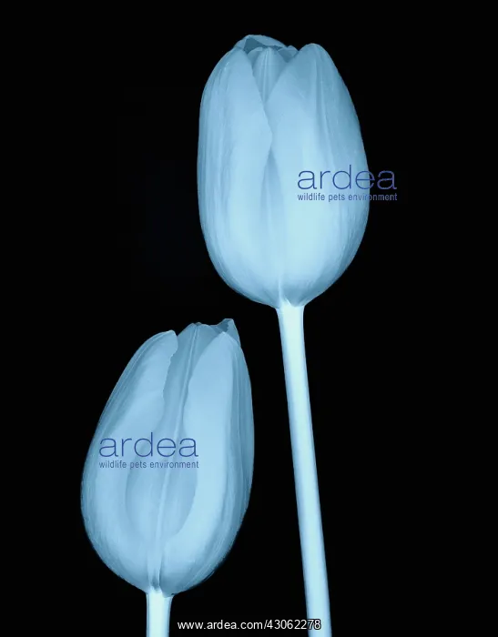 : Tulip, Tulipa : Tulip, Tulipa