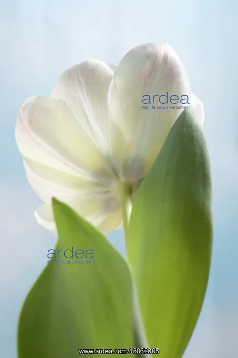 : Tulip, Tulipa : Tulip, Tulipa