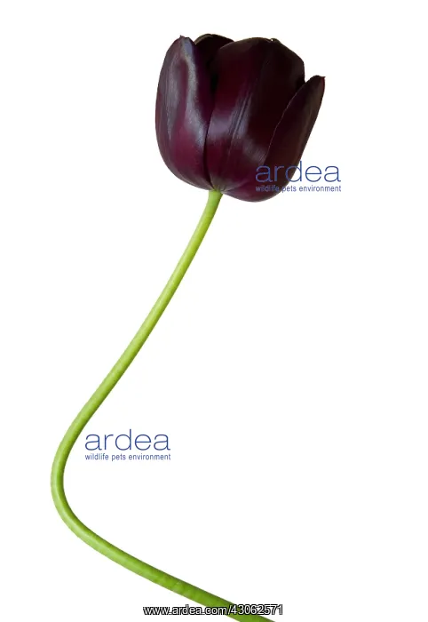 : Tulip, Tulipa : Tulip, Tulipa