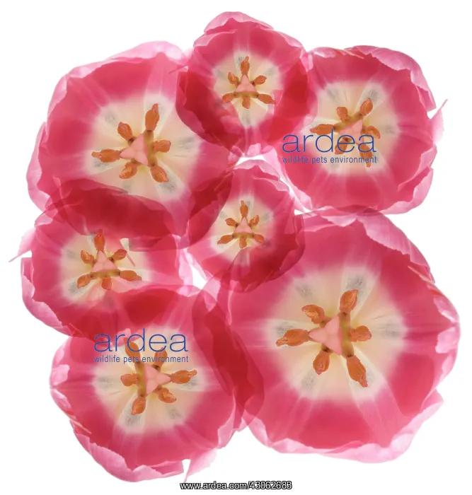: Tulip, Tulipa : Tulip, Tulipa