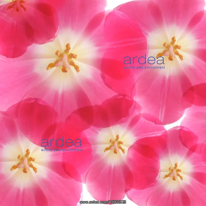 : Tulip, Tulipa : Tulip, Tulipa