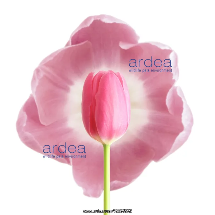  : Tulip, Tulipa
