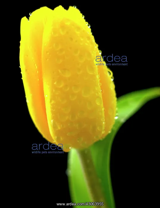 : Tulip, Tulipa : Tulip, Tulipa
