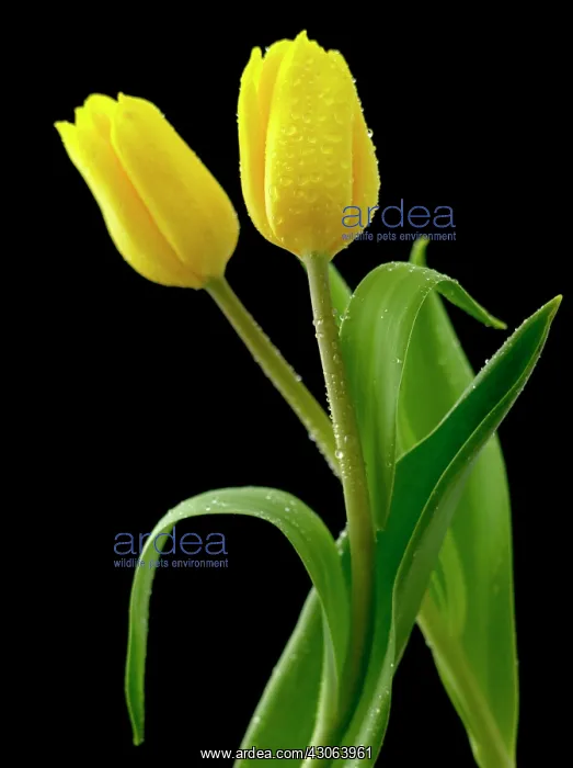: Tulip, Tulipa : Tulip, Tulipa