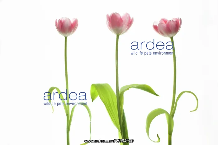 : Tulip, Tulipa : Tulip, Tulipa