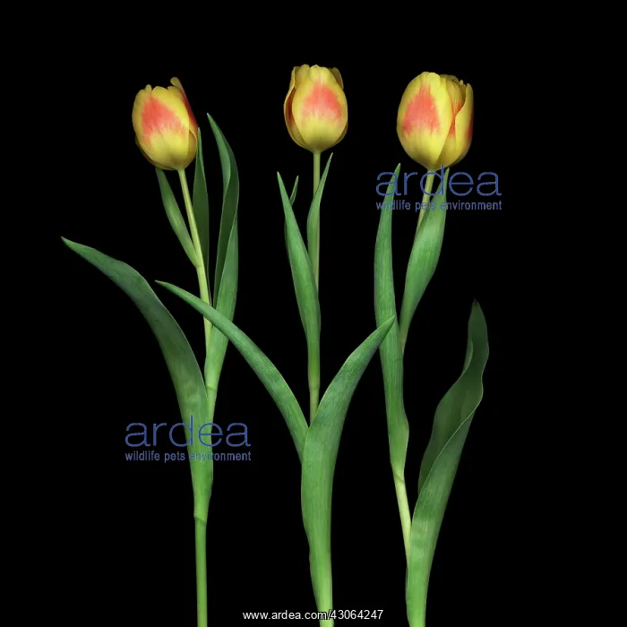 : Tulip, Tulipa : Tulip, Tulipa
